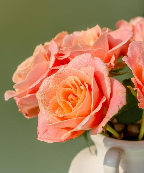 红粉色玫瑰花的花语是什么?如何表达爱意?