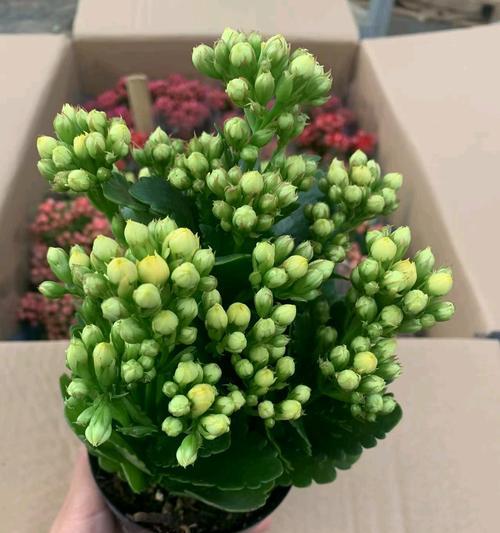 家里长寿花的寓意是什么？