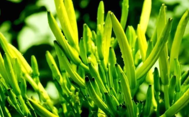 黄色萱草花代表什么？萱草花的花语有哪些？
