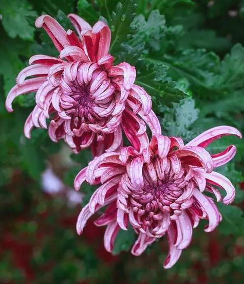 哪些花寓意美好祝福？美好祝福花卉的选择指南是什么？