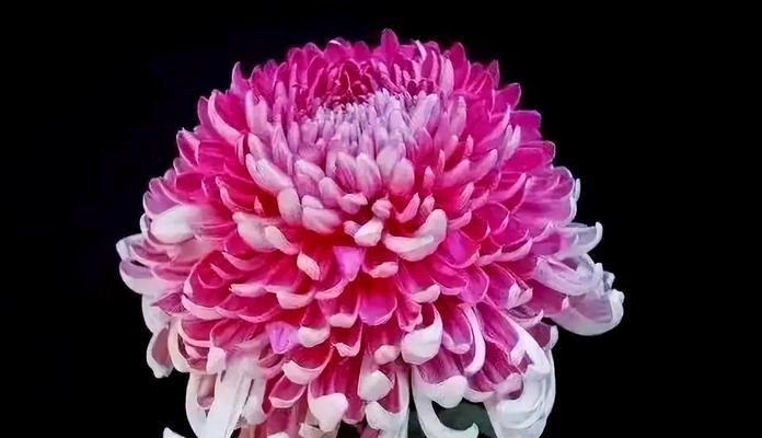 哪种花素雅且象征长寿？