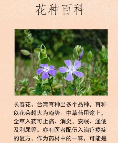 绿色象征的花有哪些？它们各自代表什么意义？