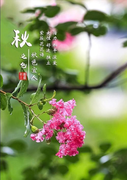 哪种花象征幸福和好运？幸福交好运的花语是什么？