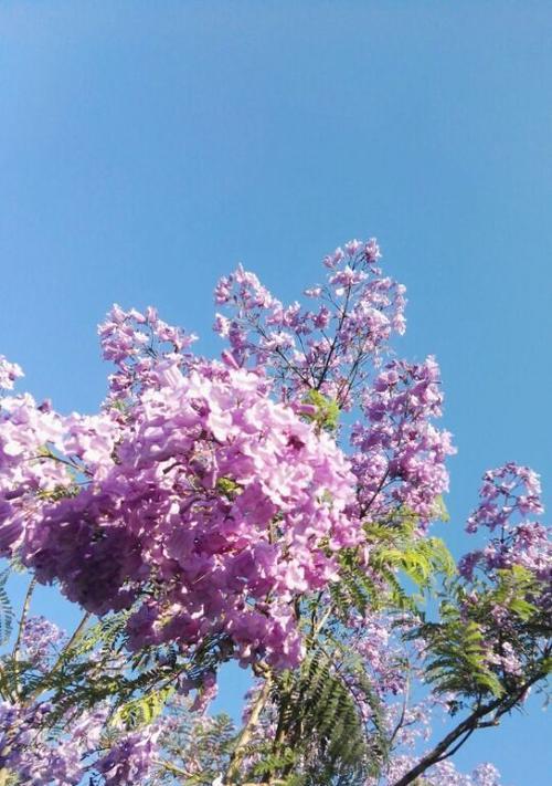 蓝色的花象征着健康吗？如何用它表达祝福？