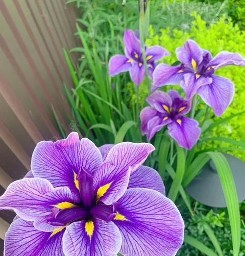 白色菖蒲花的花语及寓意是什么？