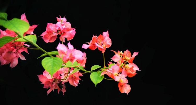 黑色翅膀的花寓意是什么？黑色翅膀代表什么？