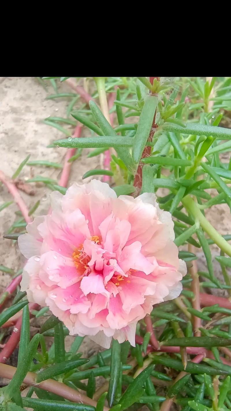 太阳花寓意什么？太阳花如何象征爱情？