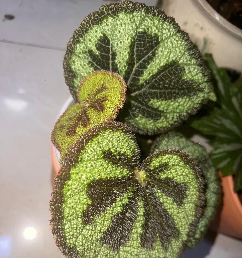 春节送福星花代表什么？福星花的寓意是什么？
