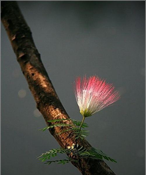 春节送福星花代表什么？福星花的寓意是什么？