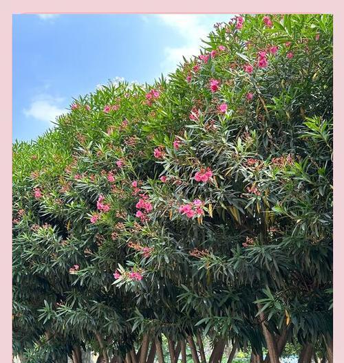 竹节桃的花语有哪些含义？