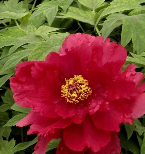 红色花名中寓意好的花有哪些？红色花的吉祥含义是什么？