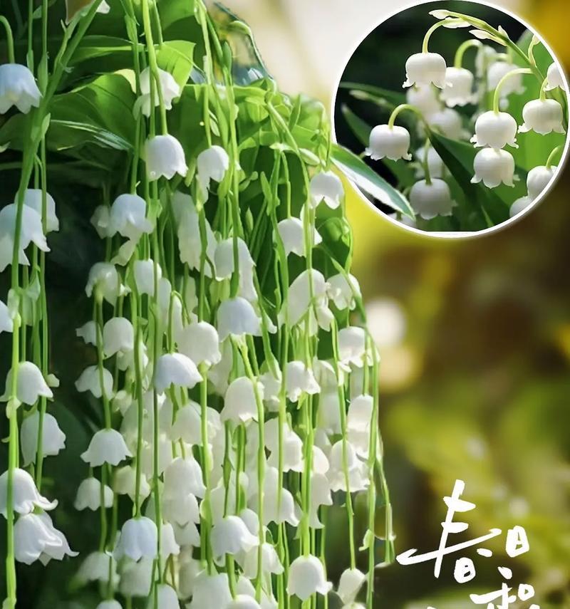 铃花手捧花有什么特别的含义？它们象征了什么？