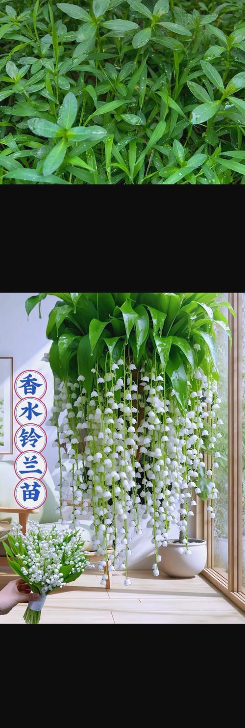 铃花手捧花有什么特别的含义？它们象征了什么？
