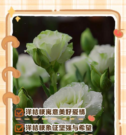 白色洋藉口花的花语是什么？