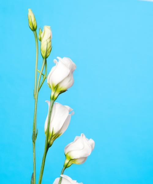 白色洋藉口花的花语是什么？