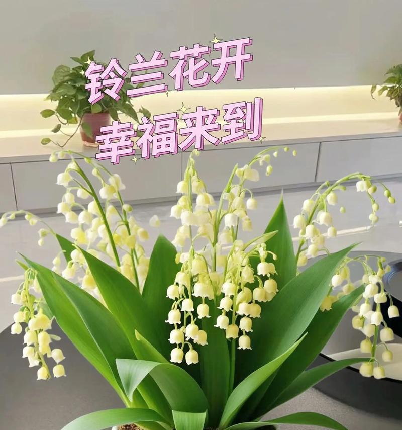 哪种花象征幸福与美好？幸福美好的花语有哪些？