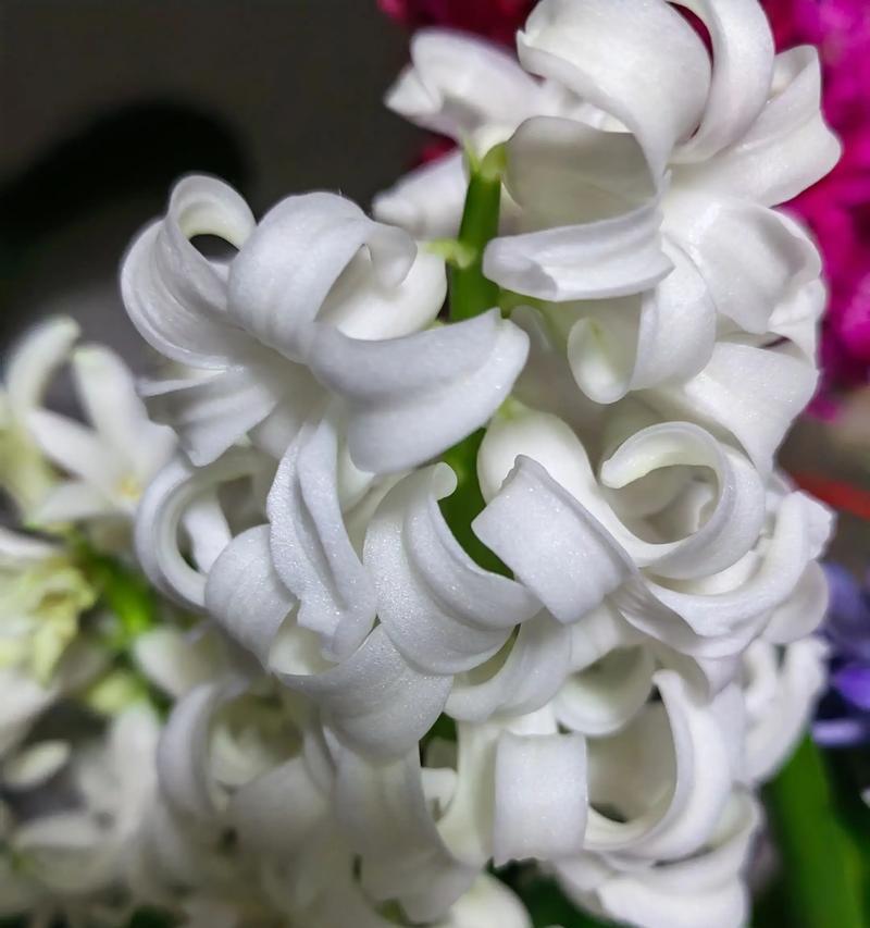 长寿花的花语是什么？长寿花有哪些寓意？