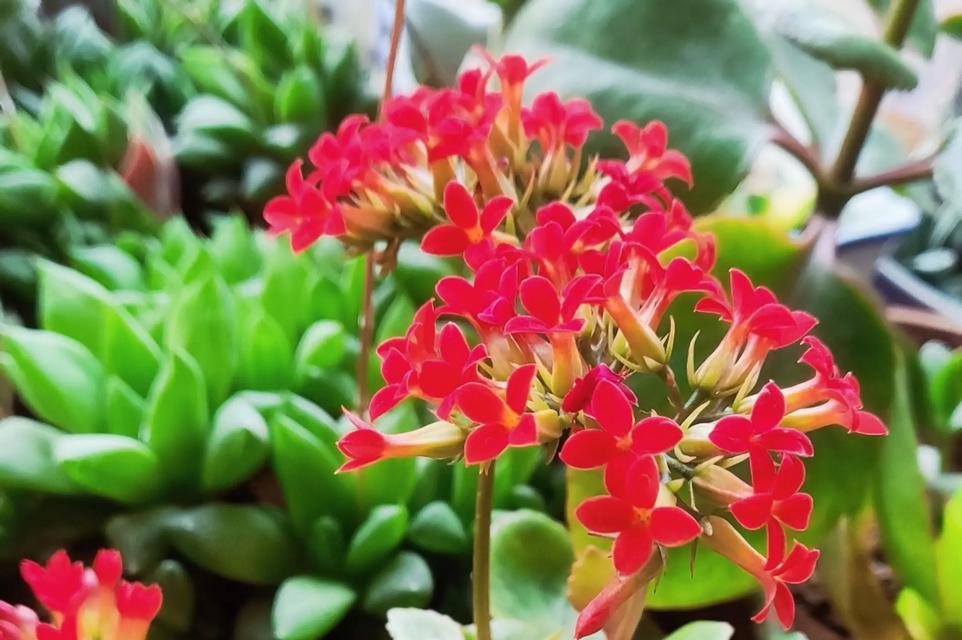 长寿花的花语是什么？长寿花有哪些寓意？