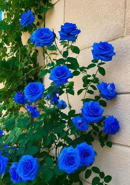 蓝色花的花语和寓意是什么？