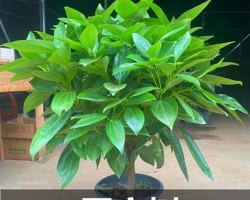 寓意发财健康平安的花有哪些？