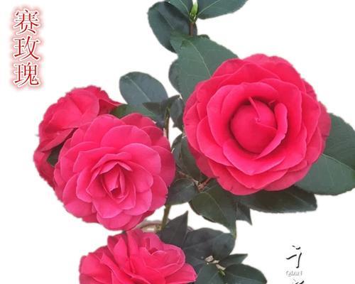 小盆栽中哪种花象征爱情？爱情花的寓意是什么？
