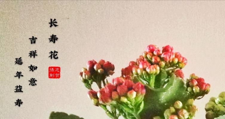 长寿花吊坠寓意着什么？佩戴长寿花有何特别意义？