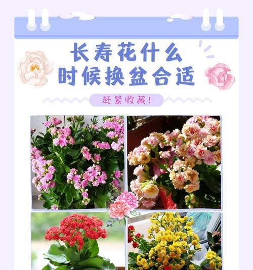 长寿花吊坠寓意着什么？佩戴长寿花有何特别意义？