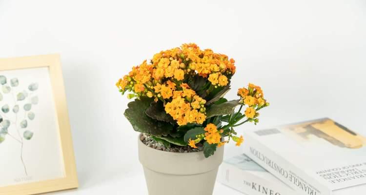长寿花吊坠寓意着什么？佩戴长寿花有何特别意义？