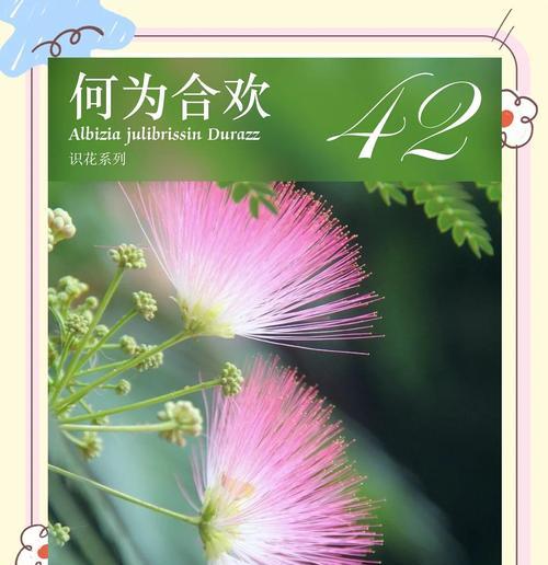 金丝边手捧花有什么寓意？它的花语是什么？