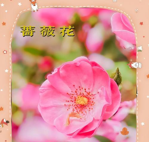 系色花语是什么？各种颜色的花语分别代表什么？