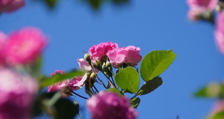 五月哪些花象征爱情？