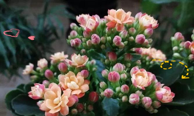 未来祝福的花象征着什么？