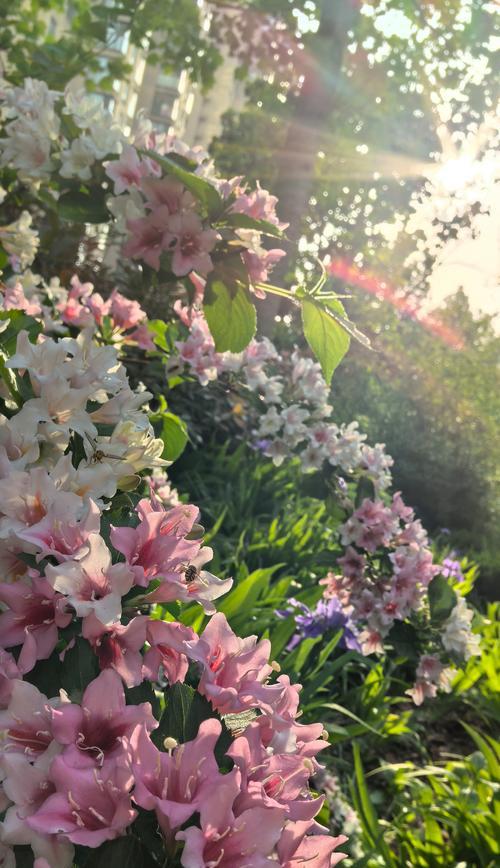 未来祝福的花象征着什么？
