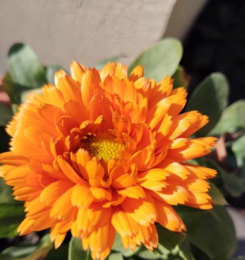 哪些橙色的花象征着平静？