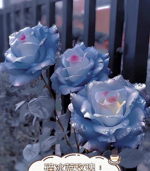送蓝色的玫瑰花寓意是什么？蓝色玫瑰代表了什么？