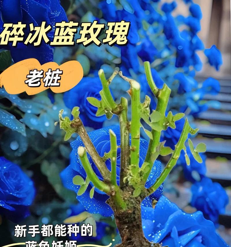 送蓝色的玫瑰花寓意是什么？蓝色玫瑰代表了什么？