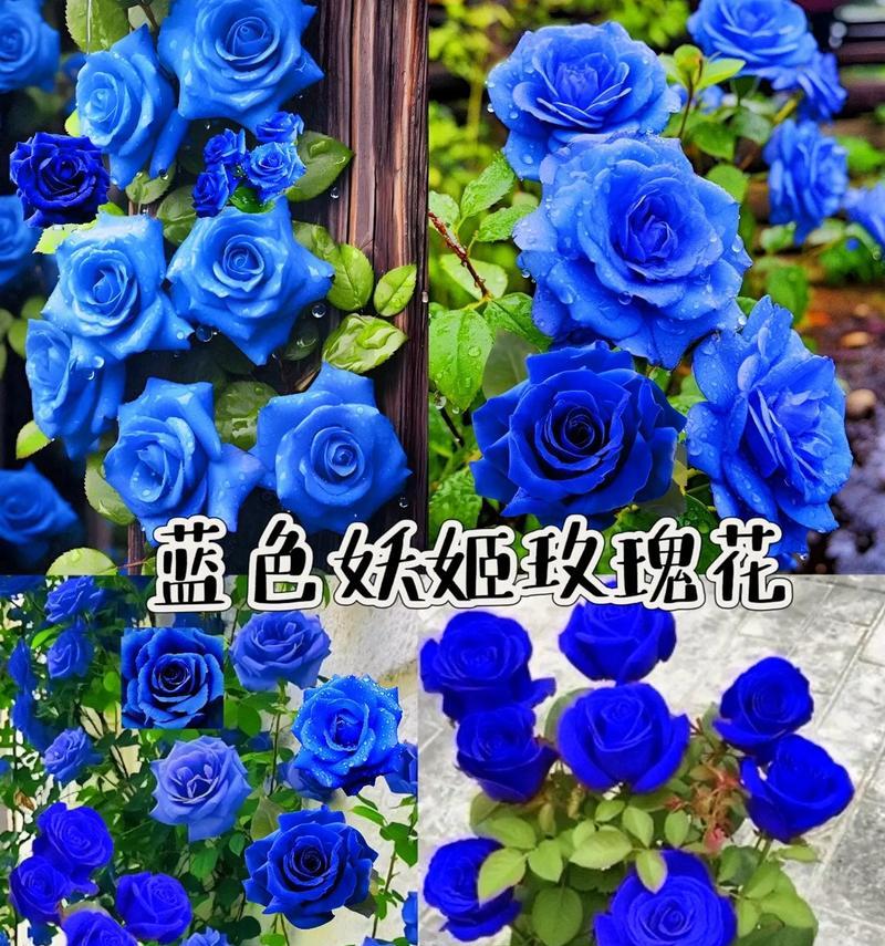 送蓝色的玫瑰花寓意是什么？蓝色玫瑰代表了什么？