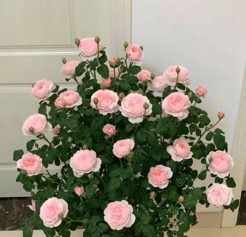 紫色长寿花的花语是什么？紫色长寿花的寓意有哪些？