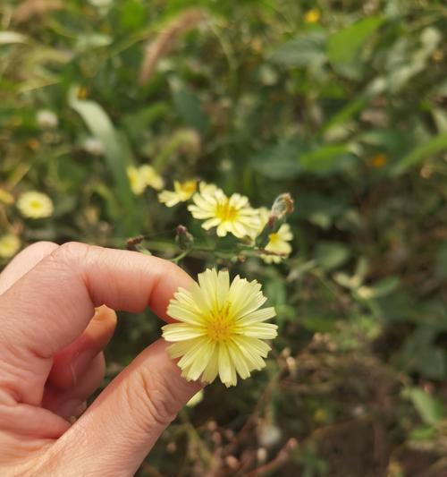 象征艰难爱情的花是什么？