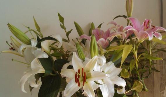 象征艰难爱情的花是什么？