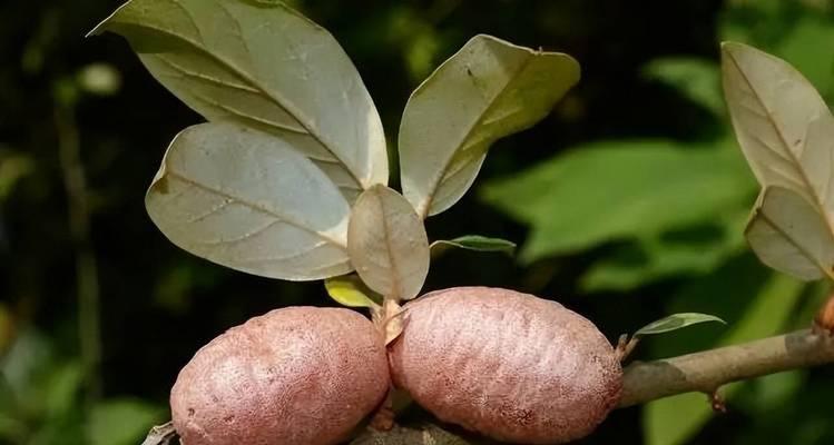 三朵竹节花代表什么意义？