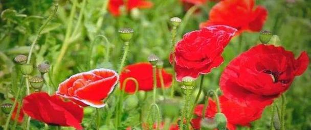 墓地爱情花象征什么？哪种花是爱情墓地的代表？