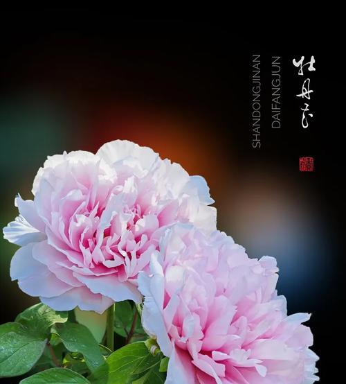 国庆节牡丹花象征着什么意义？