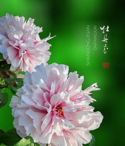 国庆节牡丹花象征着什么意义？