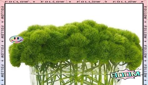 绿色花材代表什么？绿色花材的寓意是什么？