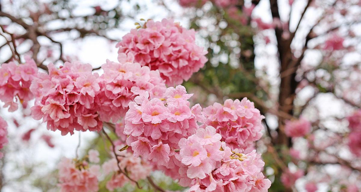 哪些花或树寓意平顺安康？平顺安康的花树有哪些？
