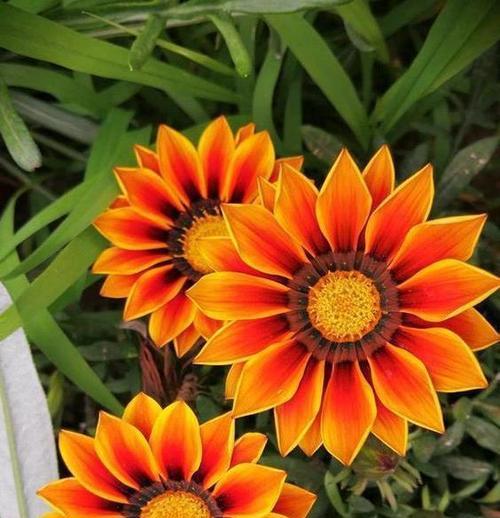 橙色的花代表什么含义？