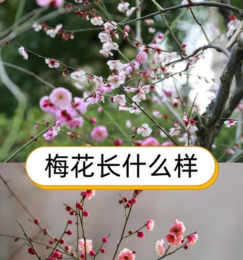 哪种花具有成功意义？它们的寓意是什么？