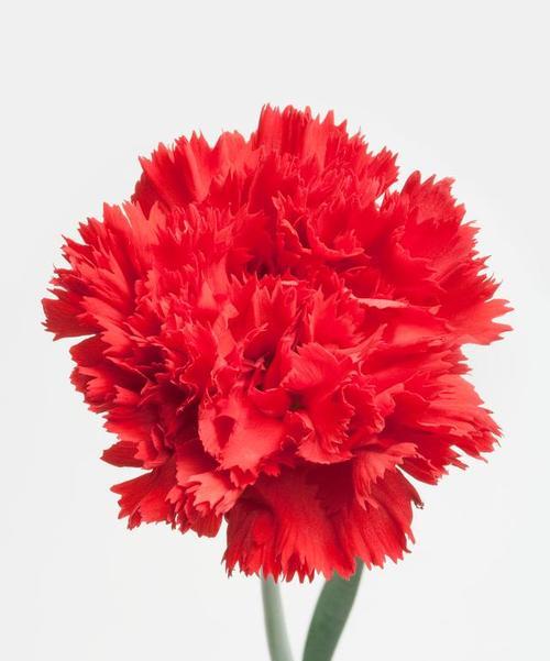 红色中寓意较好的花有哪些？它们各自代表什么？