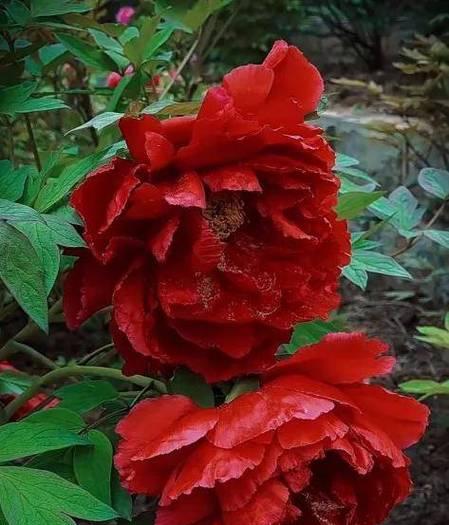 红色中寓意较好的花有哪些？它们各自代表什么？